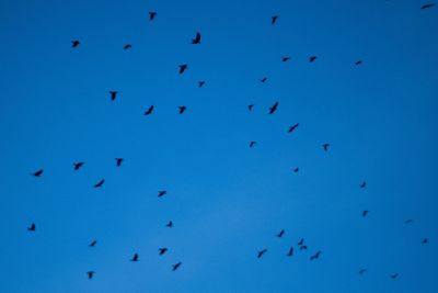 Low angle view of birds flying in the sky