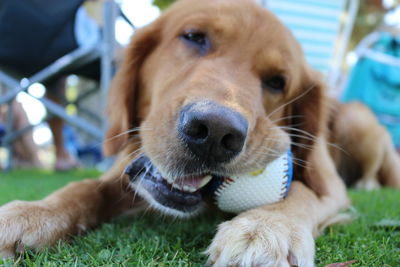 Close-up of dog on grass