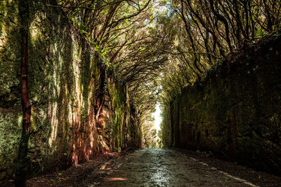 Empty road amidst trees in forest