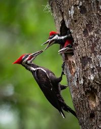 Close-up of woodpecker on tree