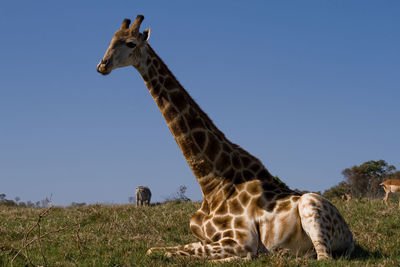 Giraffe resting on field against clear blue sky