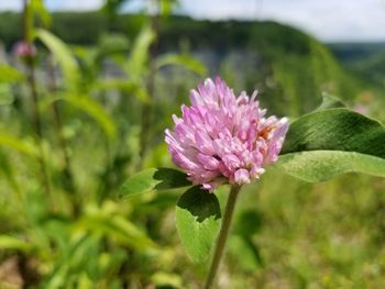 Close-up of pink flowering plant