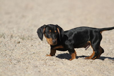 Portrait of black puppy