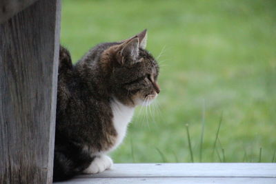 Close-up of a cat looking away