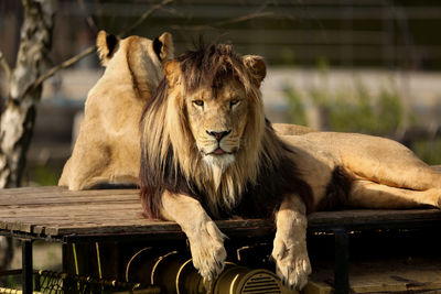 Close-up portrait of lion with lioness resting at zoo