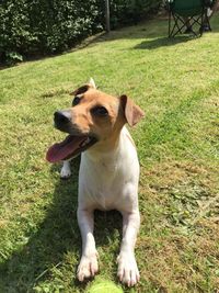 Close-up of dog sitting on grass