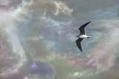 Low angle view of seagull flying in sky