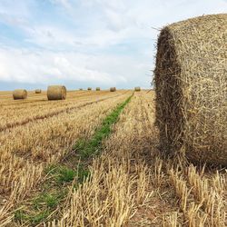 Scenic view of rural landscape