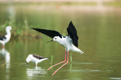 Birds flying over lake