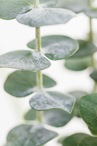 Close-up of fresh green leaves