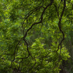 Directly below shot of trees in forest