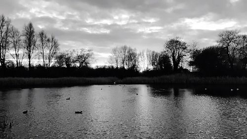 Swan swimming in lake against sky