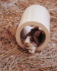 Rabbit in wooden object on hay