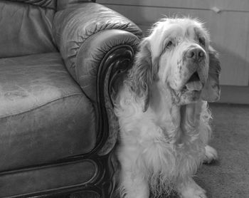 High angle view of dog relaxing on sofa at home