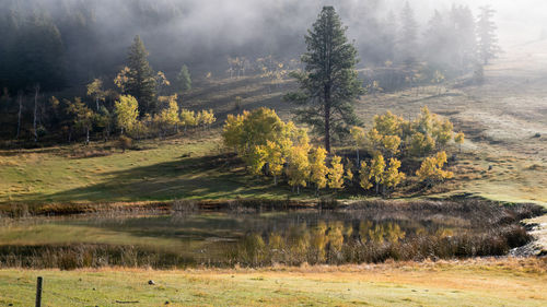 Scenic view of forest