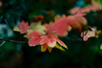 Close-up of red maple leaves on tree