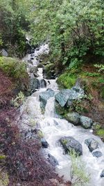 Scenic view of waterfall in forest