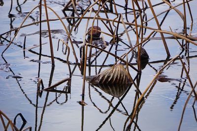 Bird perching on a lake