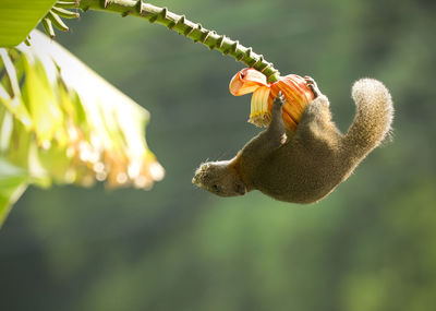 Close-up of insect on flower