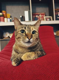 Portrait of cat relaxing at home