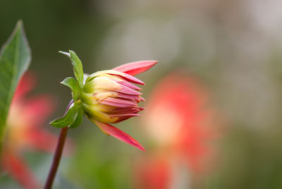 Close-up of red flower