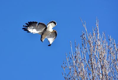 Low angle view of bird flying against blue sky