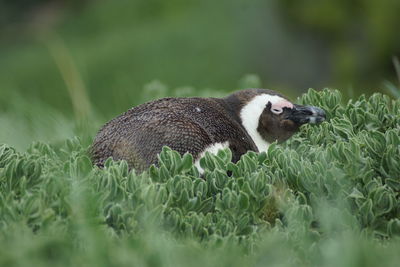 Side view of jackass penguin on plants