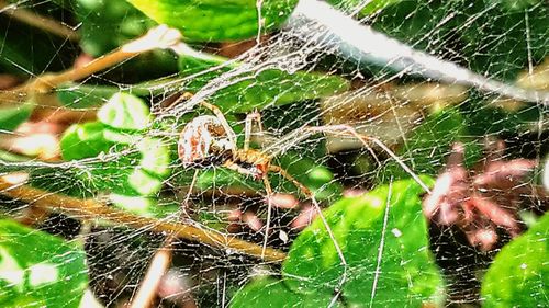 Close-up of spider web