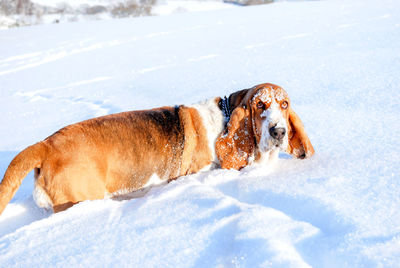 Dog on snow covered land