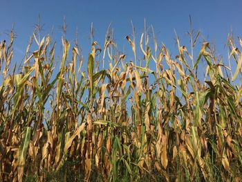 Crops growing on field against sky