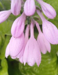 Close-up of flowers blooming outdoors
