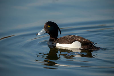 A tufted duck male