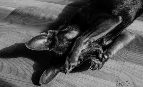 High angle view of dog sleeping on hardwood floor