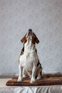 Dog looking away while sitting on wall at home