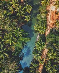 High angle view of trees by lake