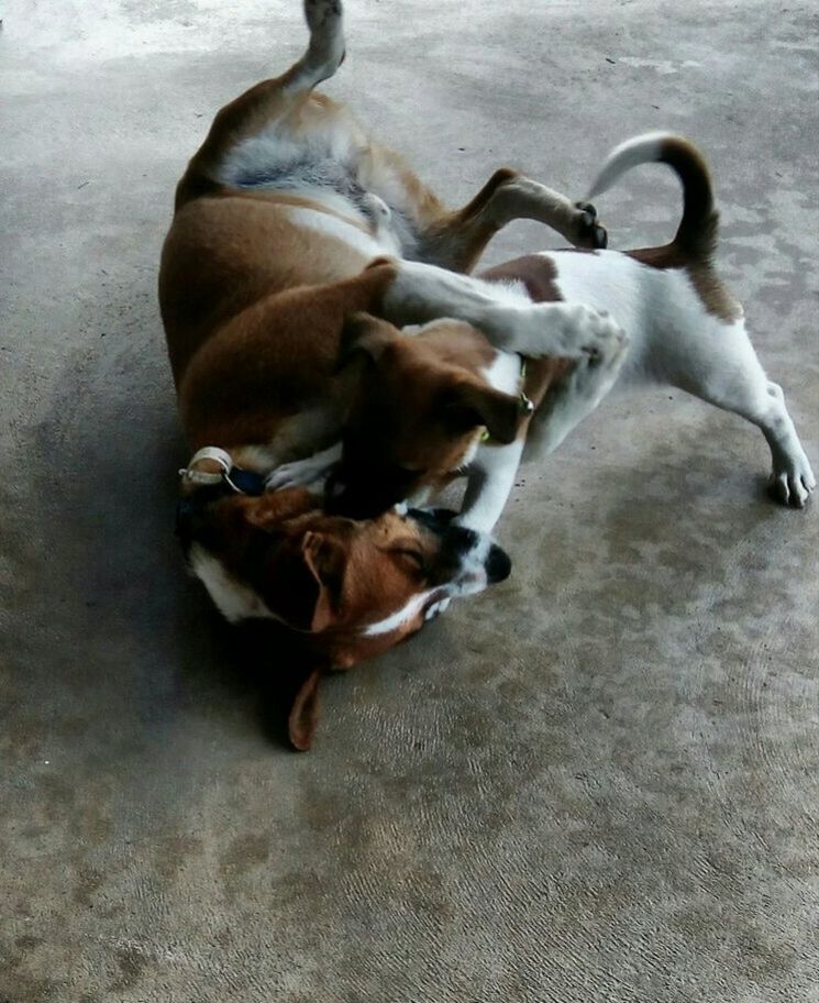 HIGH ANGLE VIEW OF DOGS RELAXING IN PEN