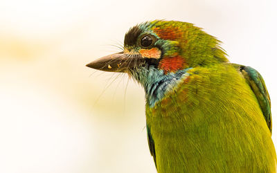 Close-up of blue throated barbet