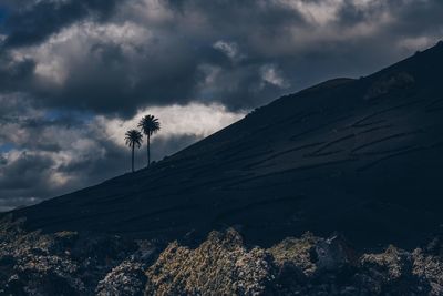 Low angle view of trees on land against sky