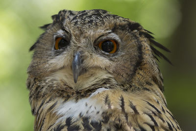 Close-up portrait of owl