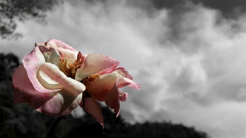 Close-up of pink rose plant against cloudy sky