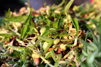 Close-up of fresh green plant