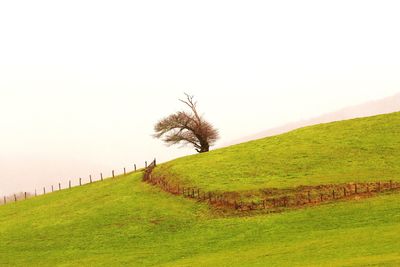 Trees on field against clear sky
