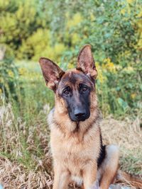 Portrait of a dog on field