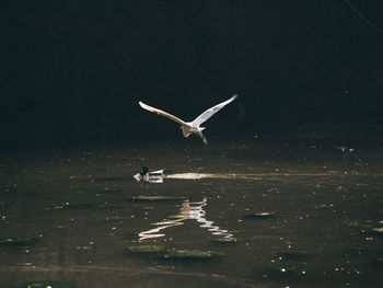 Seagulls flying over lake