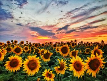 Sunflowers on field against sky at sunset
