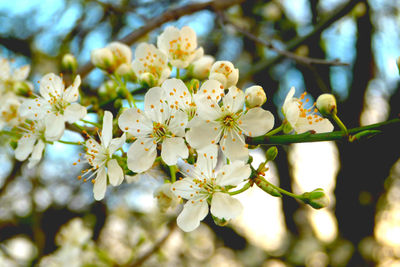 Close-up of cherry blossoms