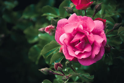 Close-up of pink rose blooming outdoors