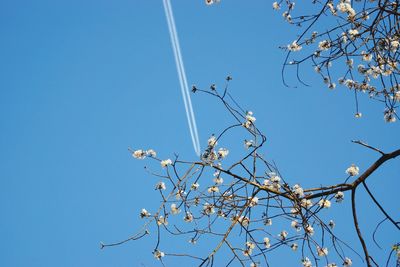 Low angle view of tree against blue sky