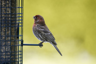 Close-up of bird perching on feeder