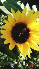 Close-up of sunflower